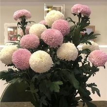 ƹļ_҃⻨ֲԾջ玧Gֲ