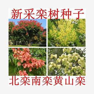Newly Harvested Forest Seeds, Catalpa Tree Seeds, Beijing Catalpa Tree Seeds, Huangshan Catalpa Tree Seeds, Northern Catalpa Tree Seeds and Southern Catalpa Tree Seeds
