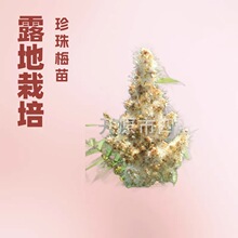 2026春季东北辽宁绿化苗木 珍珠梅 耐寒耐盐碱丛生落叶灌木产地