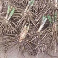 芦笋根苗【菏泽】现挖根苗种根四季种植菜园花园田地阳台盆栽绿色