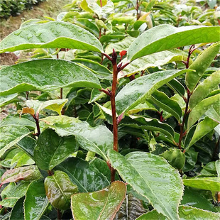 ����ֱ�N����t���Ͳ�޽���߮a�Ͳ�׻��Ͳ������t���Ͳ����