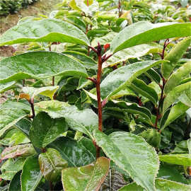 基地直销大果红花油茶嫁接苗高产油茶白花油茶苗大果红花油茶树苗