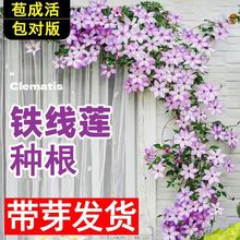 铁线莲种根重瓣盆栽室内外四季开花地栽花卉耐寒耐旱易活藤本植物