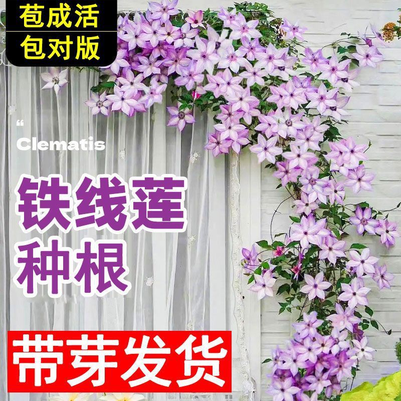 铁线莲种根重瓣盆栽室内外四季开花地栽花卉耐寒耐旱易活藤本植物