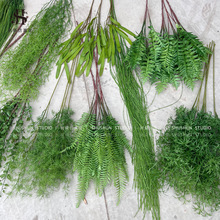 ?��cɭϵ�Gɫ���ݾGɫ�ٻ���c���Ļ�Y���b�픾Gֲϵ