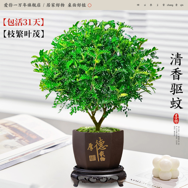 고급 향고추나무 + 육각형 도덕적 도체 + 원형 베이스 (포장석 + 영양분 포함)