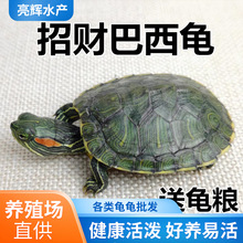 乌龟活物巴西龟小乌龟活物一对可观赏龟情侣深水龟活体好养宠物龟