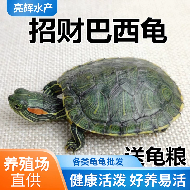 Живые черепахи, бразильские черепахи, маленькие черепахи, пара живых черепах, декоративная пара черепах, глубоководные черепахи, живые черепахи, хорошие домашние животные для разведения черепах.