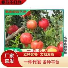 ʯ����� �������Թ�����ľʯ��ͥԺ�ϱ����Nֲ������ʯ������