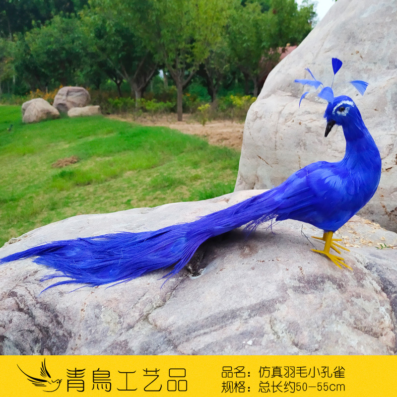 로얄 블루 공작 꼬리-뒤로-50cm