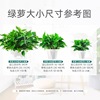 Green Potted Plant Plant Plant Plant Flower Green Plant Water Pei Changtang Hanging Large Green Bad New House to absorb formaldehyde
