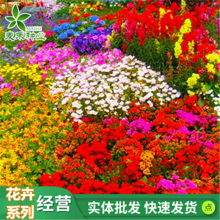 Семена цветов семян персидская Хризантема цветка тутового семя дикий цветок Комбинация семян цветов двор цветочных семян