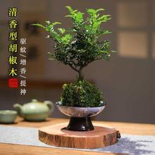 �����ͺ���ľС����̦�\��ֲ���k��������Gֲ�҃Ⱥ��B����辰