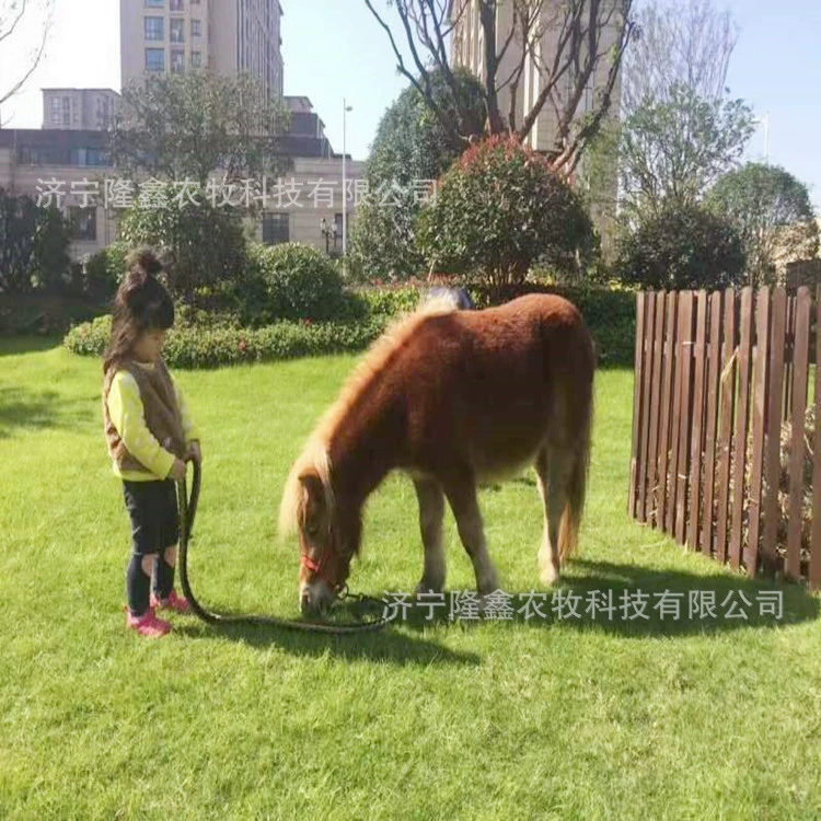 Сколько стоит живой осел? Цена живого осла из Дечжоу. Шотландский осел на продажу. Осел для верховой езды.