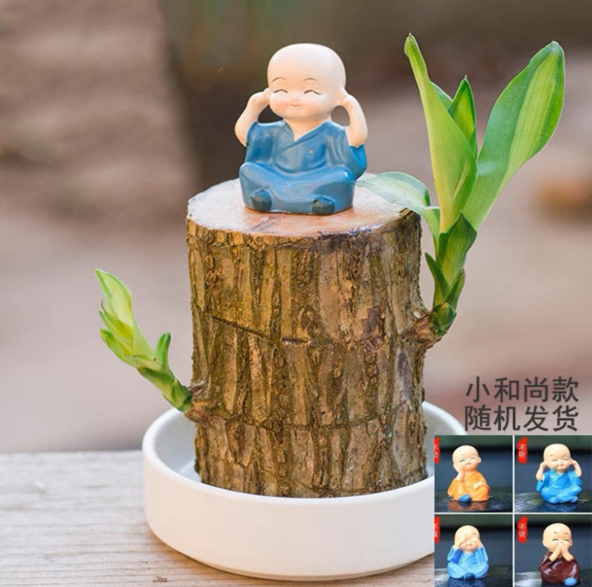 엄선된 높이 10cm [빠른 개화 및 발아] 브라질 목재 + 흰색 냄비 + 작은 스님 / 액체 전달