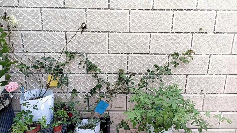 ll蔷薇爬藤网月季网花网格花架子球兰乌托邦花墙网格植物爬墙意赛-阿里巴巴