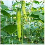 Trllisnetting Белая полиэфирная сетка сети сетчатая сетка дыни фрукты и овощные опора