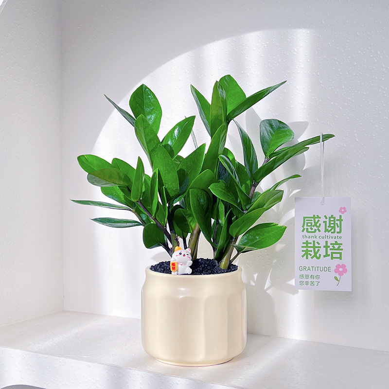 Money Tree Potted Small Green Plant Office Desktop Decoration Workstation Ornaments Living Room Fortune Plant Purifies the Air