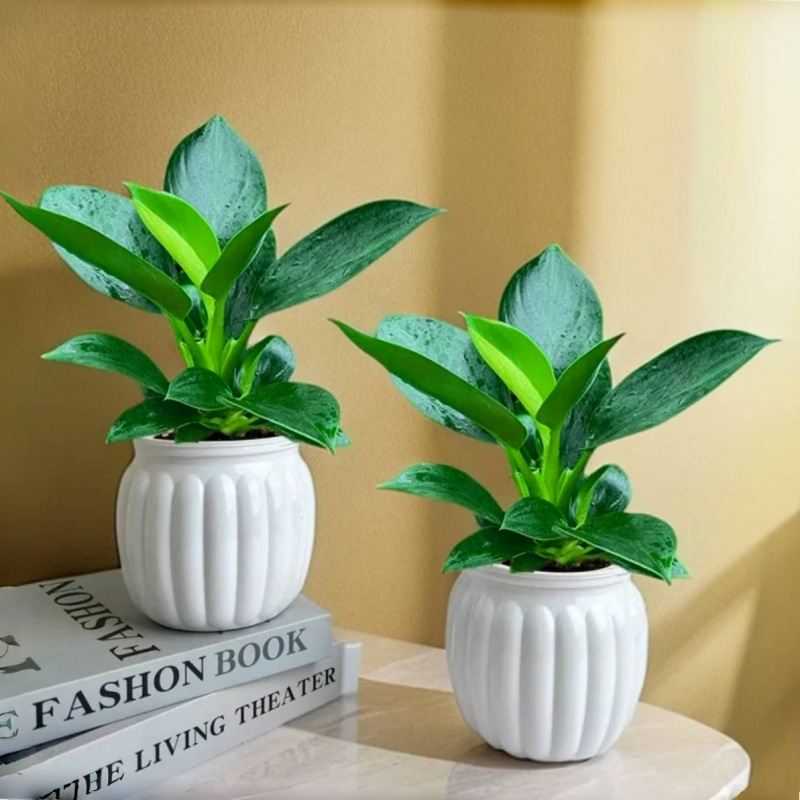 [두인 핫세일]✅25-30cm 황금 다이아몬드 3개 + 모조 도자기 호박 흡수 대야 2개 + 영양 용액