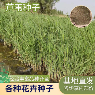Cross-Border Reed Seed Base Wholesale Aquatic Plants Reed Plant Wetland Greening Reed Planting Prices