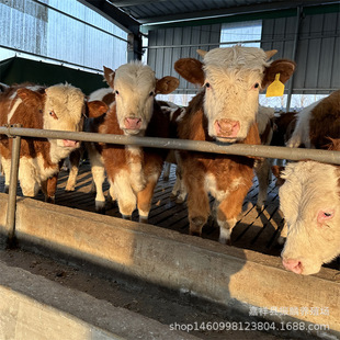 ɽ�|���T����ţ�Bֳ���������wţ����������ţ��3-6����Сţ����