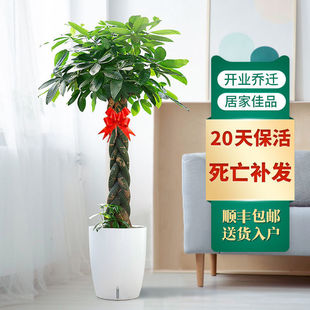 黑彈樹圖片 海量高清黑彈樹圖片大全 阿里巴巴