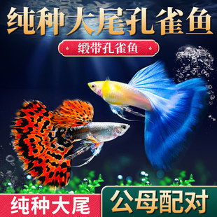 ��ȸ�~���~�^�p�~��Ʒ���N��β�͟Ꭷ��ˮ�~���B�ͻ���{�Pβ�~��