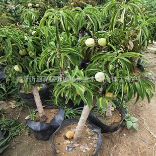 �ذ��һ����������ԉ����Ҙ����辰�䘶�匚����������Ժ��B�׻�