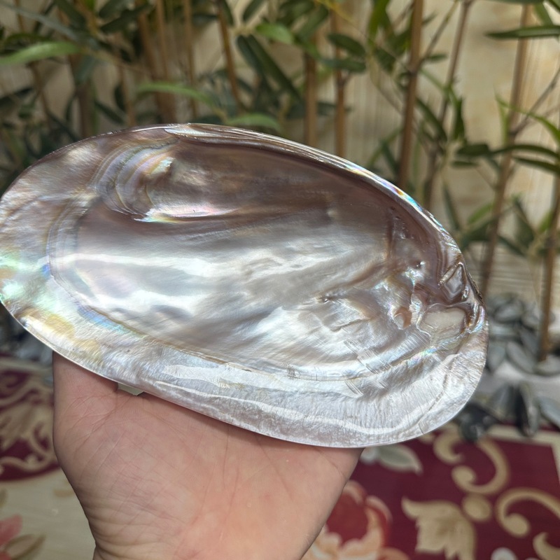 天然抛光单片光亮粉咖色珍珠贝壳蚌壳鱼缸造景拍摄道具首饰收纳盘|undefined