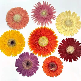 干花;鲜花花艺制品;美甲饰品