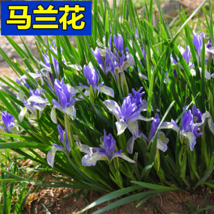 �R�A�N���Rɏ���������R�m�����ͺ��ͺ��׻�N�����ļ����N�_��