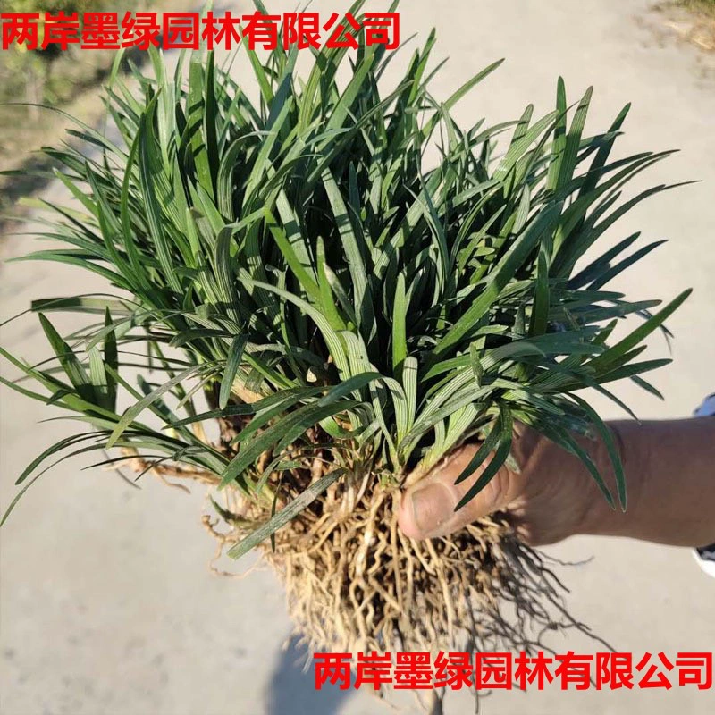Японский гном Ophiopogon japonicus, вечнозеленое растение для покрытия грунта во дворе виллы, зеленый саженец, морозостойкий газон.