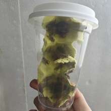 现货速发活体针头白蟋蟀油葫芦螳螂守宫鬃蜥蜴树蛙角蛙姥爷E18
