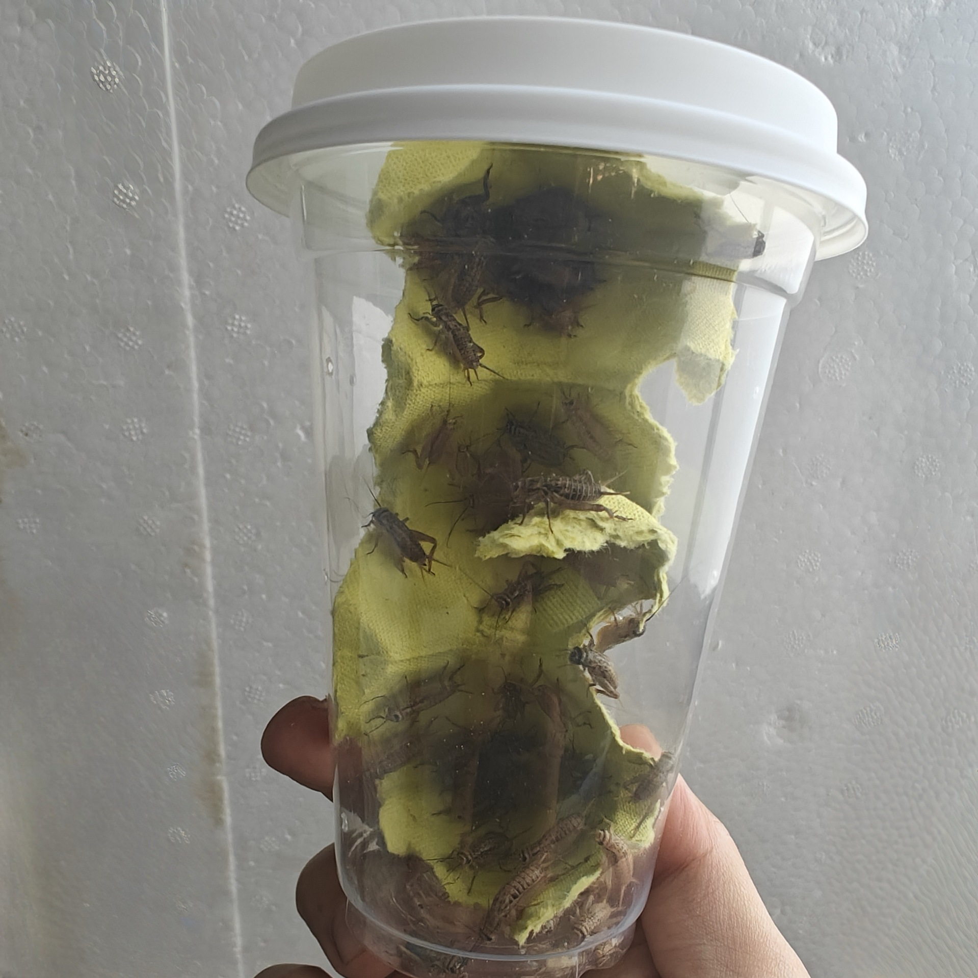 现货速发活体针头白蟋蟀油葫芦螳螂守宫鬃蜥蜴树蛙角蛙姥爷E18