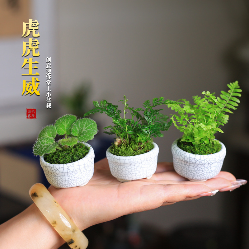 Mini Potted Plants, Desktop Small Plants, Thumb-Sized Green Plants, Miniature Bonsai, Indoor Office Decorations, Moss Micro-Landscapes