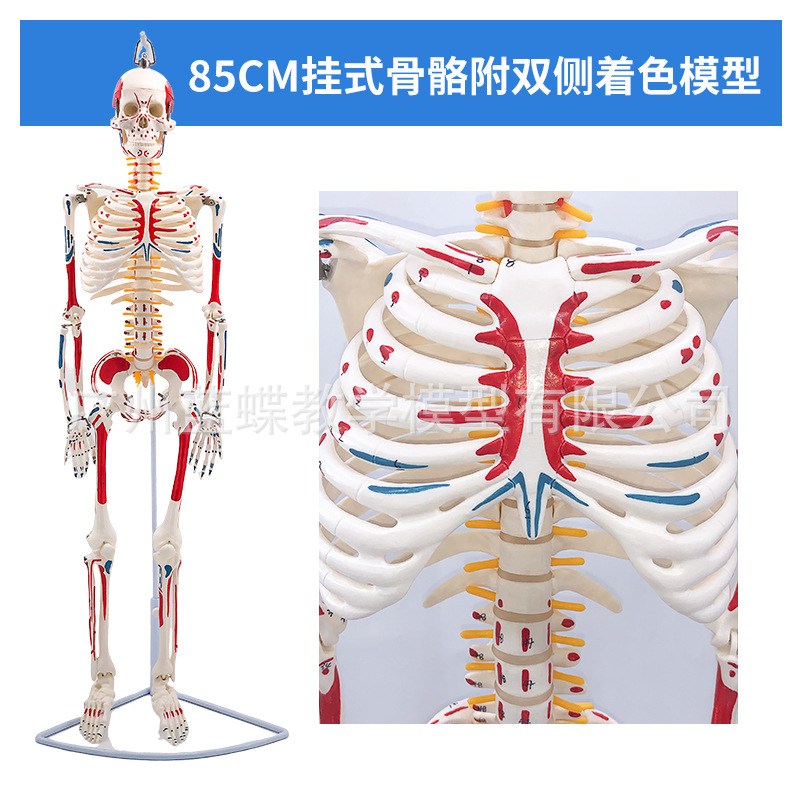 85CM���弡������ṹ�ʹ�ȫ���Ǽ�ģ�Ϳɲ�ж��׵�٤С������