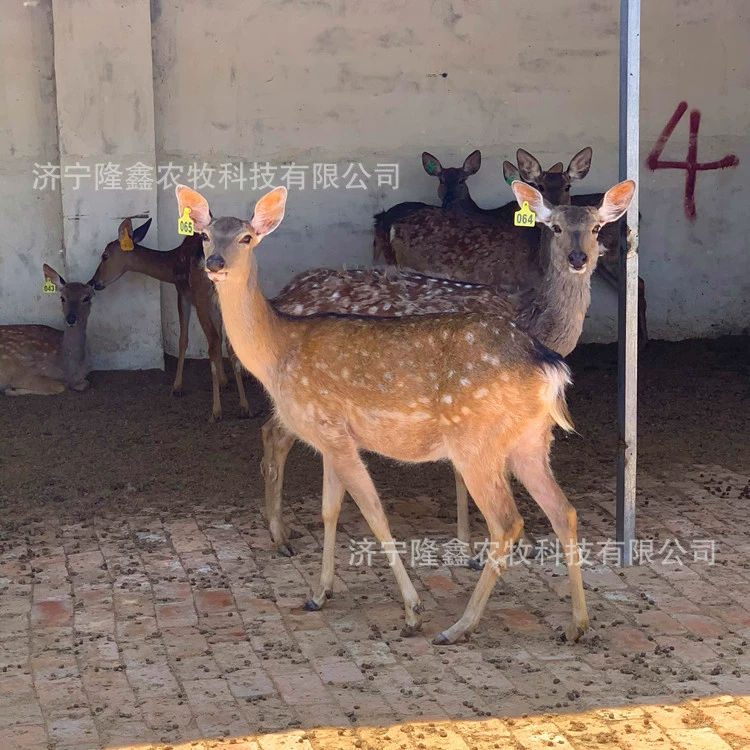 Сколько стоит живой пятнистый олень