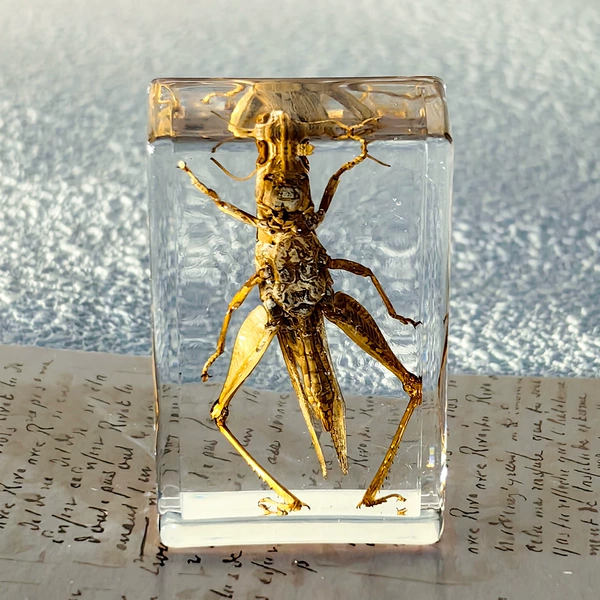 Locust
