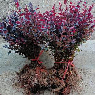 Hedge Color Block Seedlings, Red Flower Seedlings, Red Flower Seedlings, Red Flower Seedlings, Courtyard Greening and Road Engineering Seedlings