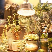 ����ȫ���V�߲˶����a�⻨��ˮ�ݾGֲ������ֲ�����L�a���ˮ�ݟ�