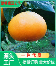 正宗皇帝柑树苗广西柑橘苗橘子苗脆皮金桔果苗贡柑南方水果桔子苗