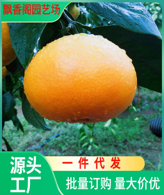 正宗皇帝柑树苗广西柑橘苗橘子苗脆皮金桔果苗贡柑南方水果桔子苗