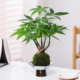 Interesting Money Tree Potted Green Plants, Hydroponic Plants, Moss Balls, Indoor Office Desktops, Evergreen All Year Round