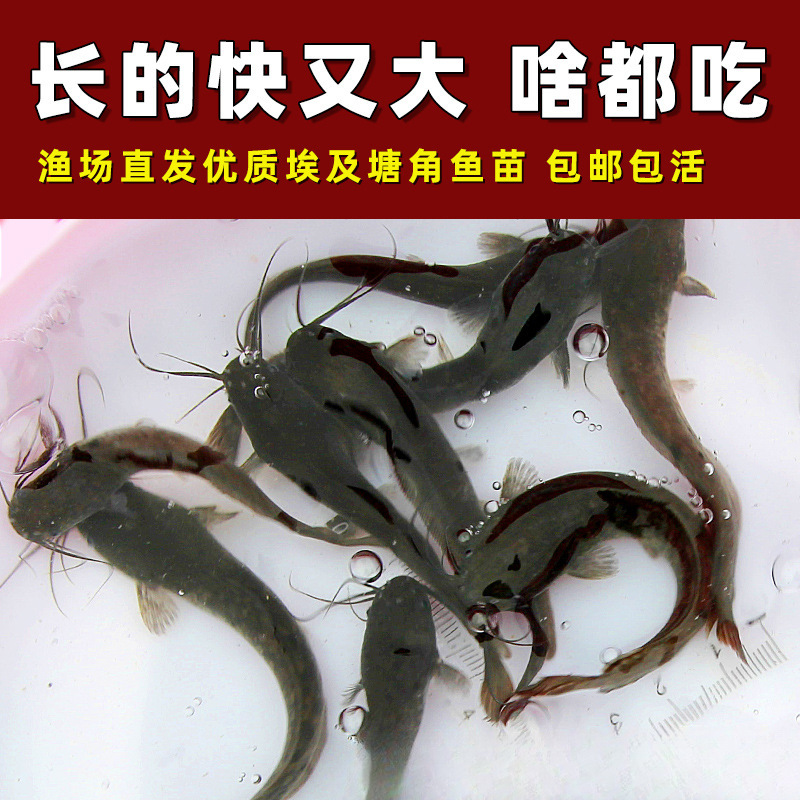 埃及塘鲺鱼苗 塘角鱼苗 土塘鲺鱼苗八须鲶鱼本地塘虱革胡子鲶鱼苗