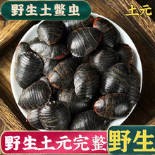 正品野生土元金边土鳖虫新货中药材500g正宗中华土鳖虫土元地鳖虫