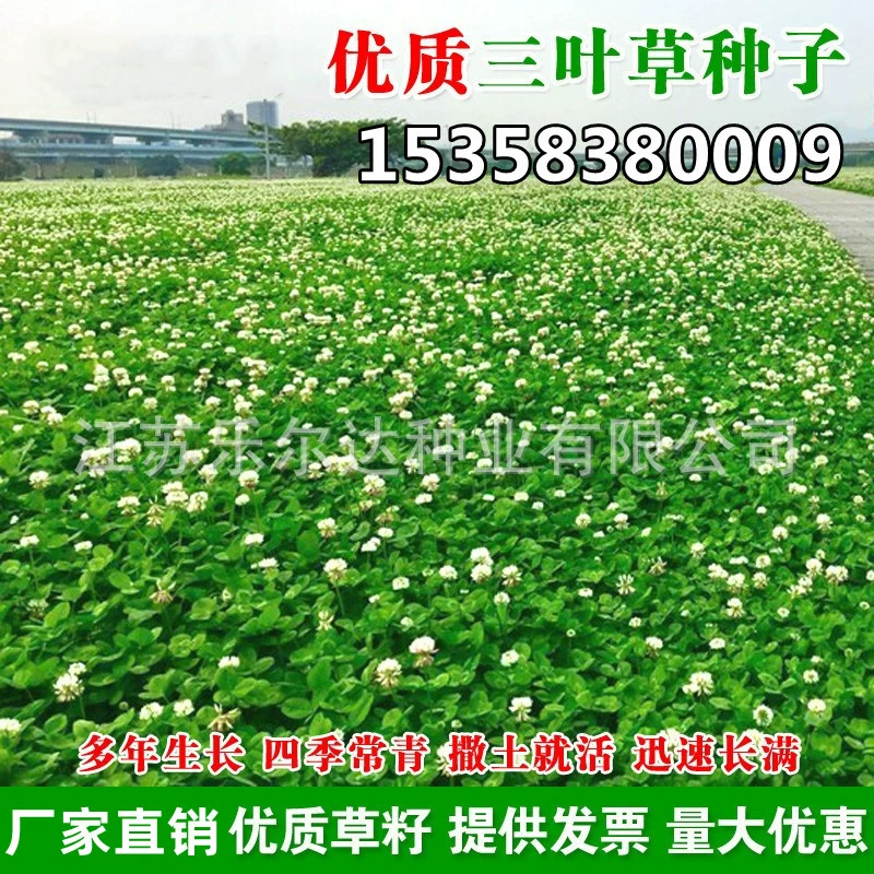 Клевер клевер Семена Сафлор семена семян красный клевер Семена трав легко жить четыре сезона газон семена