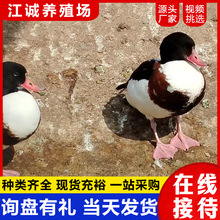 ���^�^�pˮ���N���������l �˹��Bֳ�������w �����Ѩ�����w�r��