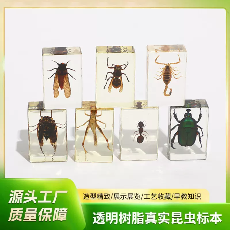 2023网红爆款昆虫标本 蝎子琥珀 金龟子蜘蛛 螃蟹标本礼品工艺品