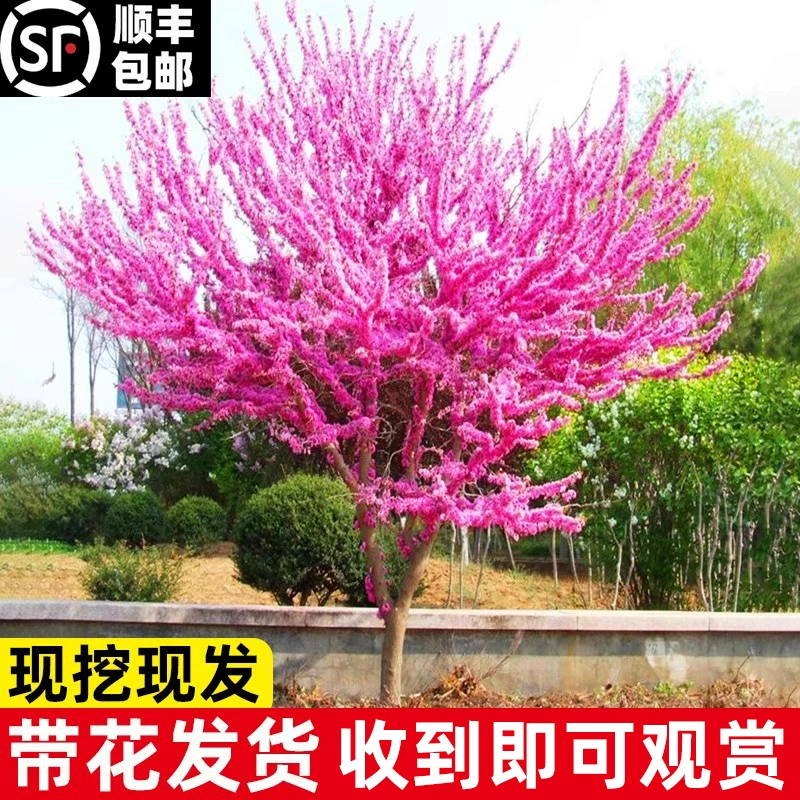 Саженцы баухинии, уличные морозостойкие цветочные растения, кустарники во дворе, цветущие в любое время года, проект по зеленению Саженцы баухинии