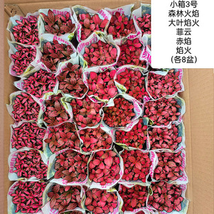 Directly from the Base, DIY Micro-Landscape Trendy Plants, Nettle Grass, Multi-Color, Multi-Variety Mixed Aquarium Plants